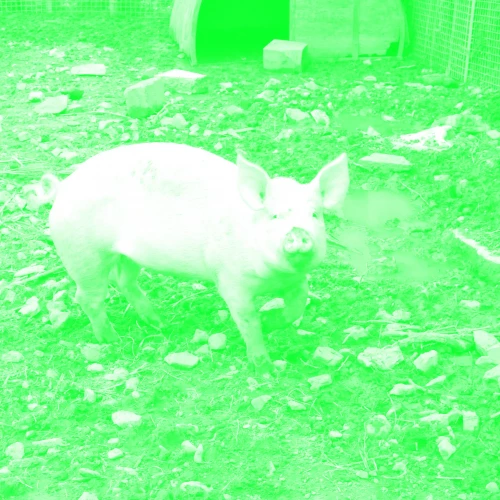schwein-green schwein-green