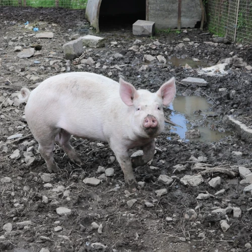 schwein-original schwein-original