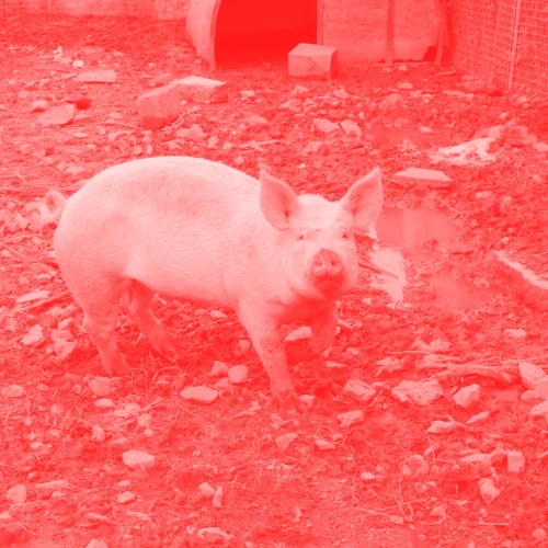 schwein-red schwein-red