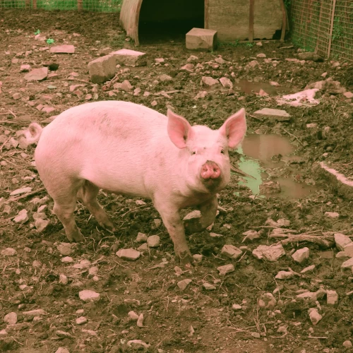 schwein-redgreen schwein-redgreen